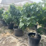 Figovník (Ficus carica) ´BROWN TURKEY´ - EXEMPLÁR  (-20°C) 